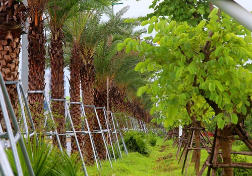 Tranh cãi việc trồng phong lá đỏ ở đường phố Hà Nội ảnh 1