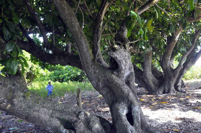 Bản sắc Việt: Hoang sơ Cồn Cỏ ảnh 1