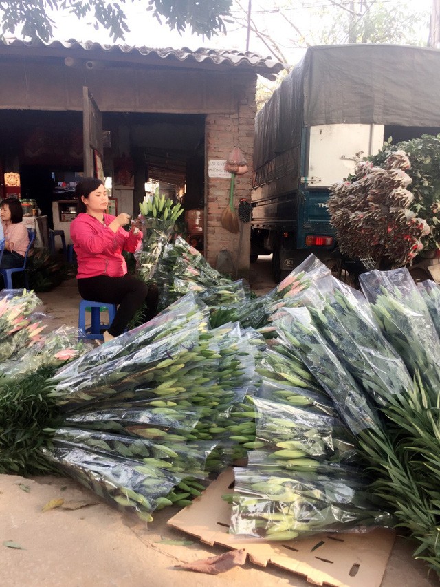 Hoa trúng Tết, nhà vườn dự thu bạc tỷ ảnh 3