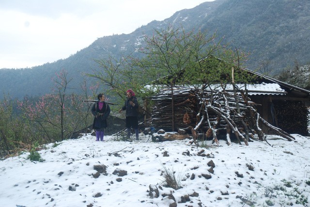 Tuyết đang phủ trắng đèo Ô Quý Hồ - Sa Pa ảnh 1