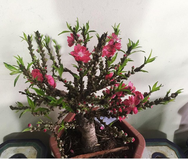 Tranh nhau mua đào Tiến Vua bé tí hon đắt ngang iPhone X ảnh 1 Tranh nhau mua đào Tiến Vua bé tí hon đắt ngang iPhone X ảnh 1