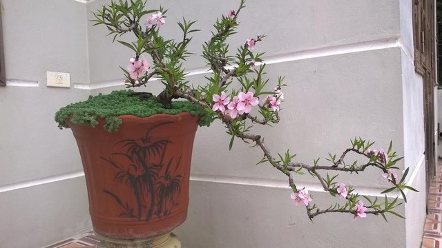 Tranh nhau mua đào Tiến Vua bé tí hon đắt ngang iPhone X ảnh 4 Tranh nhau mua đào Tiến Vua bé tí hon đắt ngang iPhone X ảnh 4