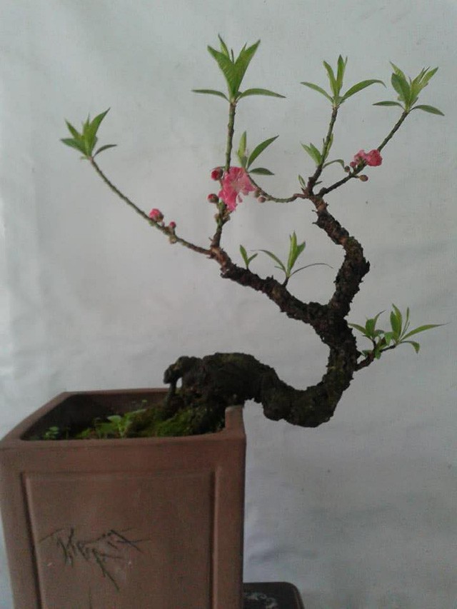 Tranh nhau mua đào Tiến Vua bé tí hon đắt ngang iPhone X ảnh 5 Tranh nhau mua đào Tiến Vua bé tí hon đắt ngang iPhone X ảnh 5