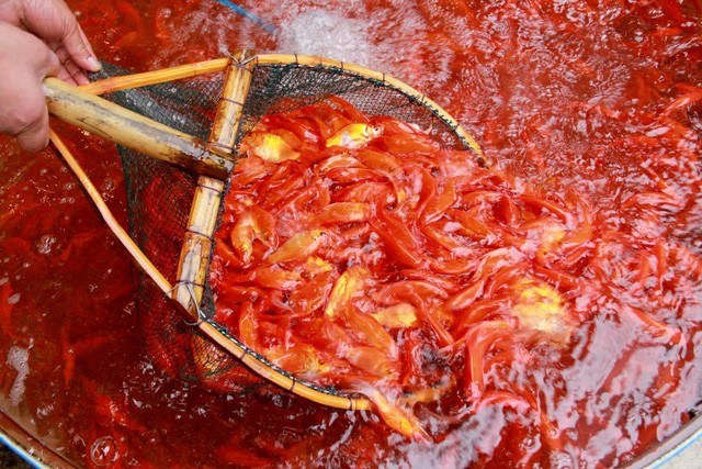 Lùng khắp miền Bắc gom 5 tấn chép đỏ: Chỉ một ngày lãi 100 triệu đồng ảnh 1