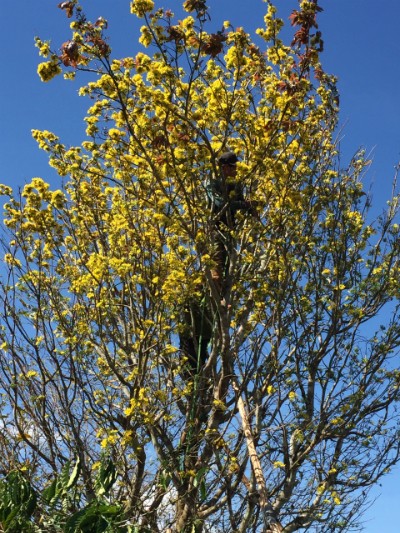 Mai phu thê tiền tỷ chờ khách dịp Tết ảnh 2