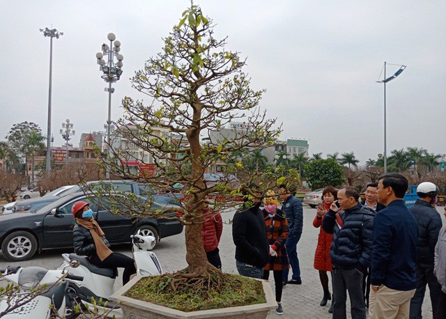 Đại gia Ninh Bình “rinh” cây mai khủng gần 200 triệu về chơi Tết ảnh 2