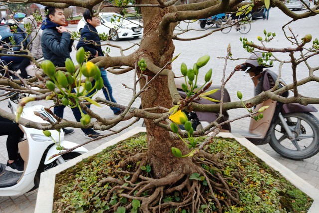 Đại gia Ninh Bình “rinh” cây mai khủng gần 200 triệu về chơi Tết ảnh 3