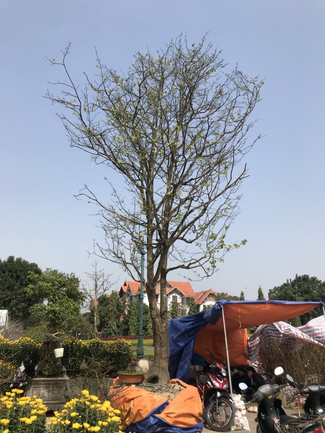 Đại gia Ninh Bình “rinh” cây mai khủng gần 200 triệu về chơi Tết ảnh 1