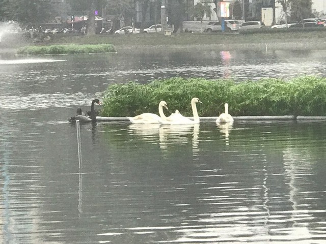 12 con thiên nga được trông coi như thế nào trong 7 ngày Tết? ảnh 1