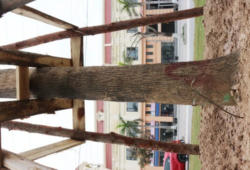 Hải Phòng nhập khẩu cây long não trồng trên đường hoa phượng ảnh 1