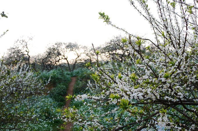 Mùa hoa mận nở trắng trời cao nguyên Mộc Châu ảnh 3