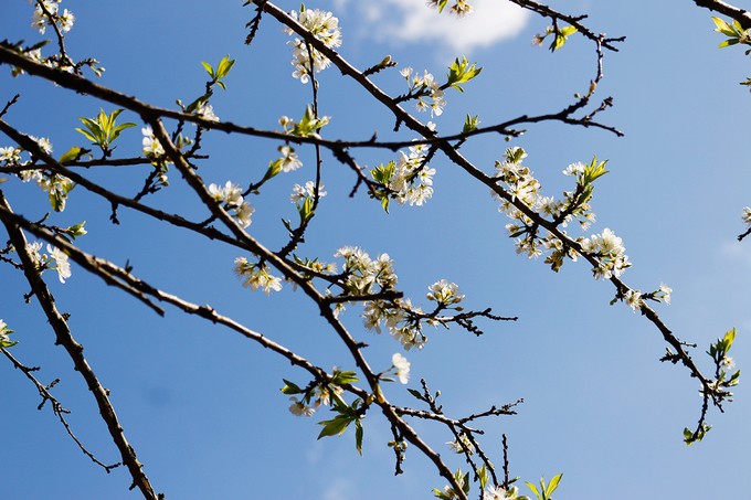 Mùa hoa mận nở trắng trời cao nguyên Mộc Châu ảnh 4