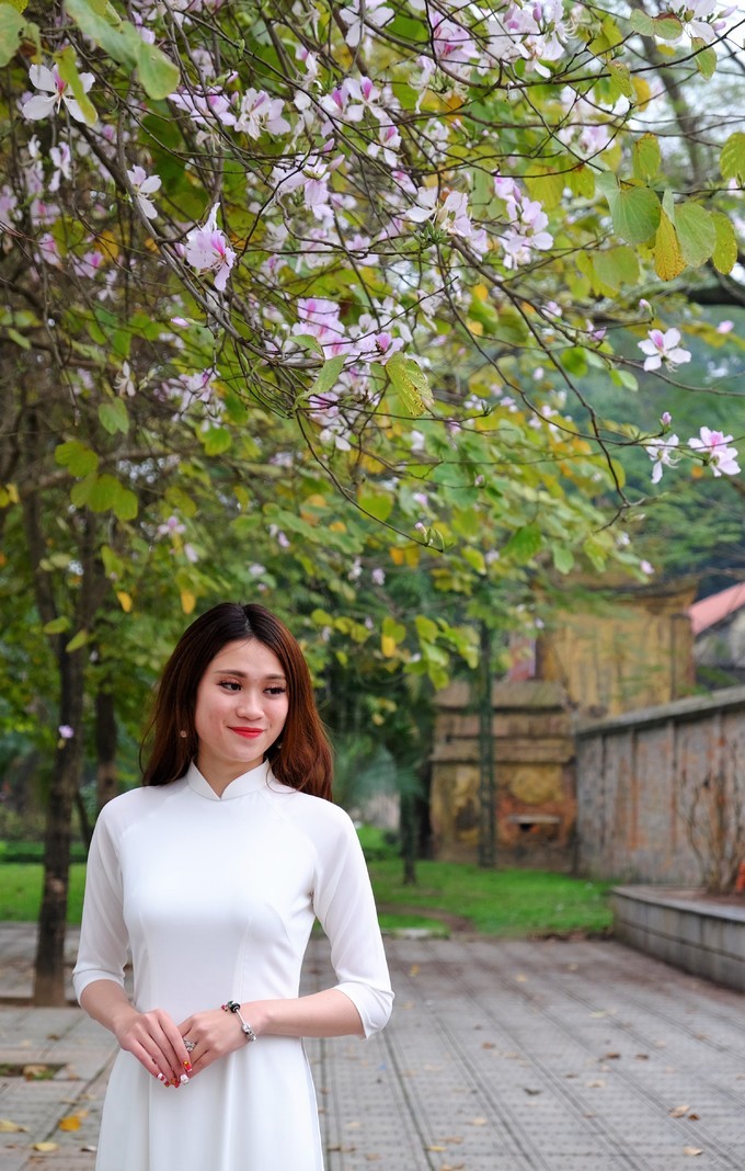 Hoa ban Tây Bắc rộ nở giữa lòng Hà Nôi ảnh 4