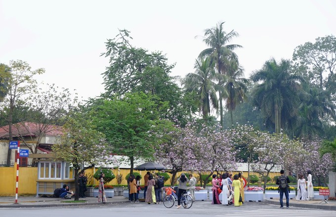 Hoa ban Tây Bắc rộ nở giữa lòng Hà Nôi ảnh 8