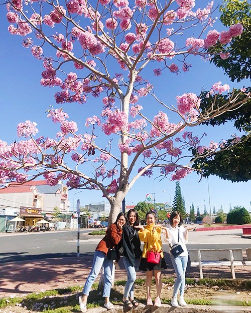 Mùa hoa phấn phủ hồng trời Bảo Lộc ảnh 6