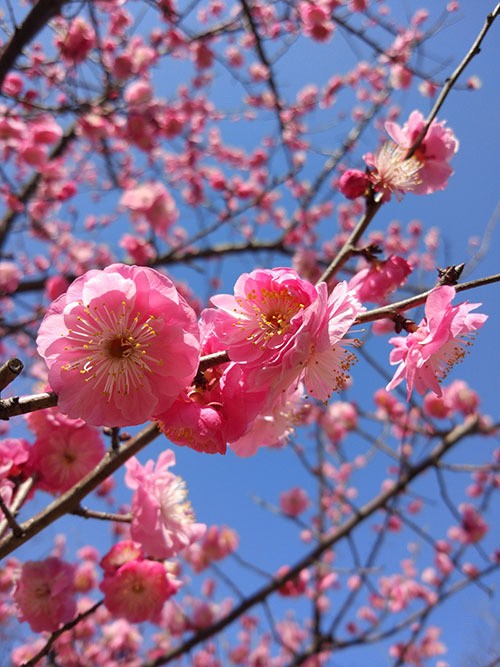 Lý do bạn nên đến Thượng Hải mùa xuân ảnh 2