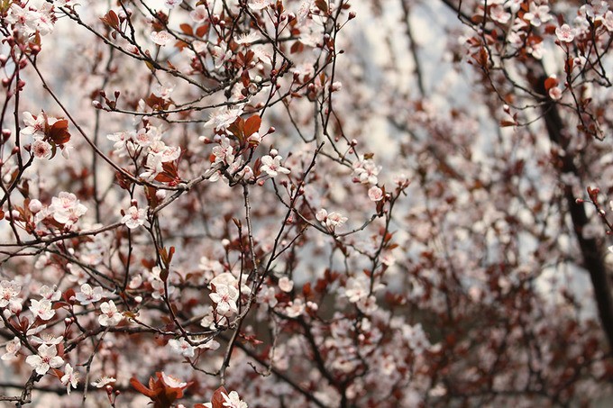 Lý do bạn nên đến Thượng Hải mùa xuân ảnh 3