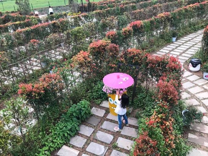 Mê cung bằng cây rộng 10.000 m2 ở ngoại thành Hà Nội ảnh 4