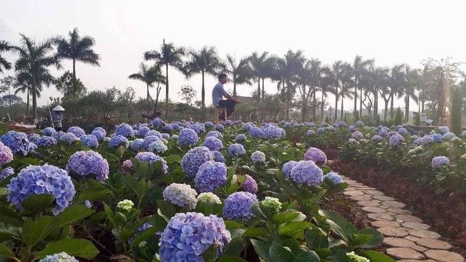 Mê cung bằng cây rộng 10.000 m2 ở ngoại thành Hà Nội ảnh 7