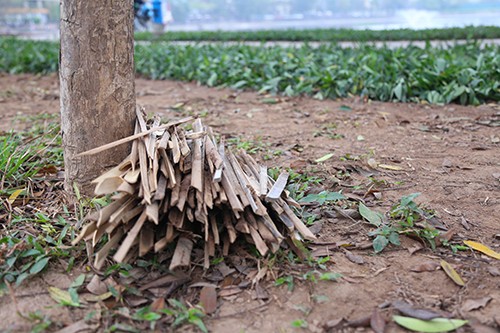 Vườn hoa ở Hà Nội được cắm chông để tránh bị giẫm đạp ảnh 2