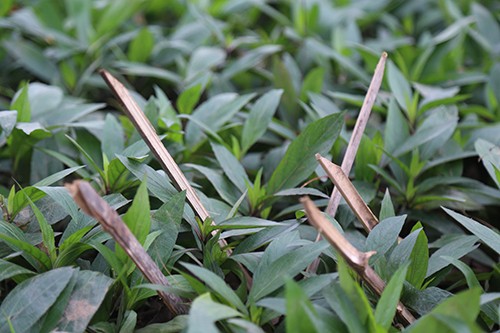 Vườn hoa ở Hà Nội được cắm chông để tránh bị giẫm đạp ảnh 1