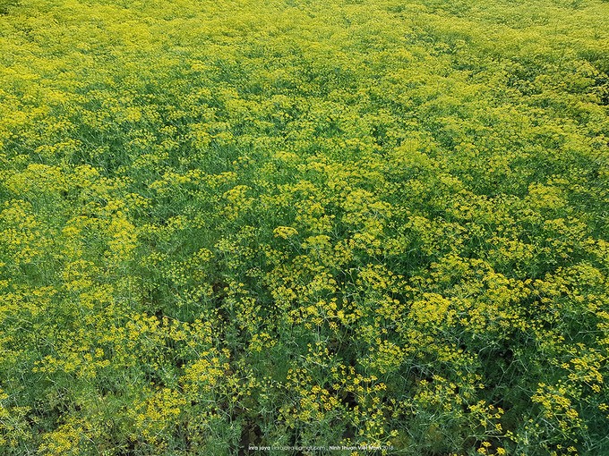 Vẻ đẹp của cánh đồng hoa thì là đang gây sốt ở Ninh Thuận ảnh 3