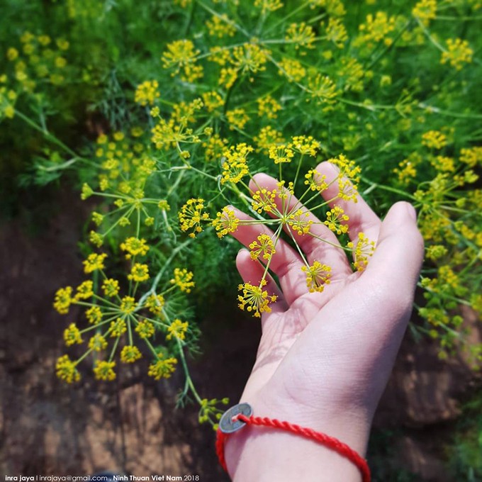 Vẻ đẹp của cánh đồng hoa thì là đang gây sốt ở Ninh Thuận ảnh 5