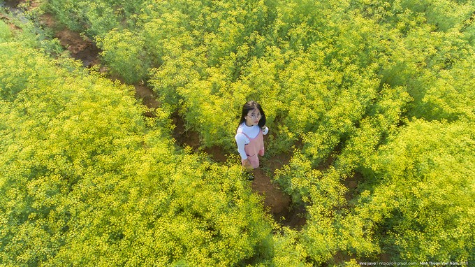 Vẻ đẹp của cánh đồng hoa thì là đang gây sốt ở Ninh Thuận ảnh 7