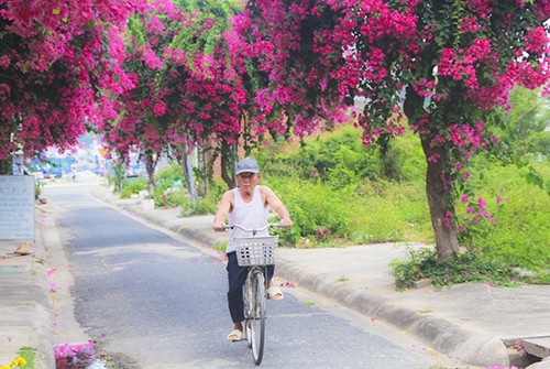Con đường 200 m trồng 60 cây hoa giấy ở Nha Trang ảnh 3