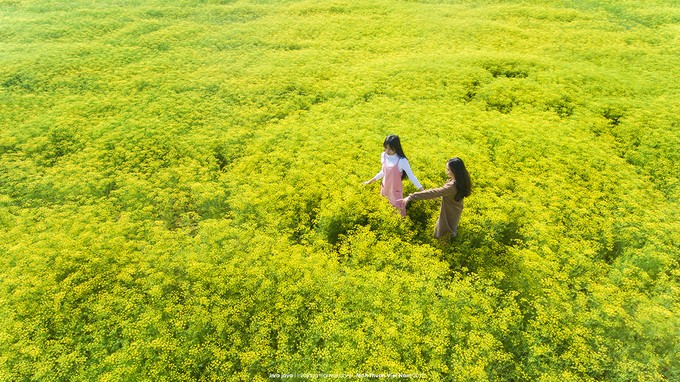 Những cánh đồng hoa 'gây sốt' thời gian qua ảnh 1