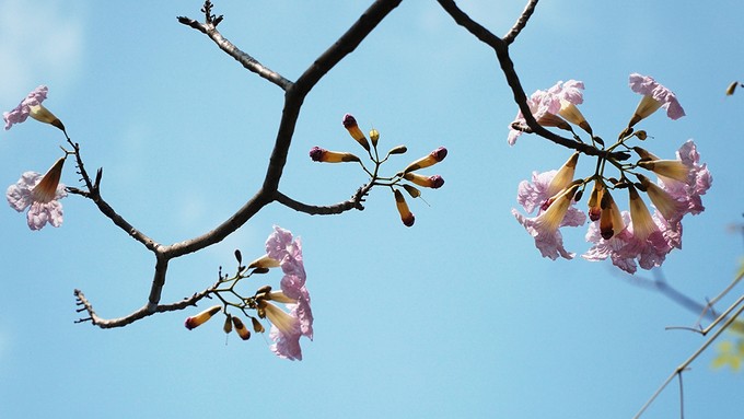 Hàng trăm cây hoa kèn hồng nở rộ giữa trung tâm Sài Gòn ảnh 10