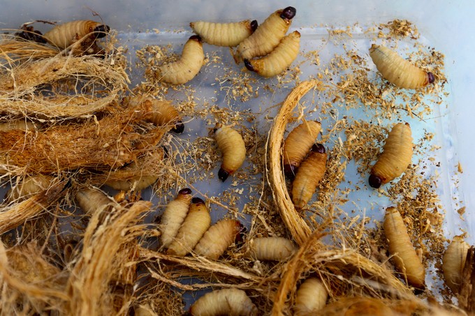 Đặc sản miền Tây trên vỉa hè Sài Gòn ảnh 7