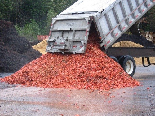 Tôm hùm - từ thức ăn của nhà nghèo đến bàn tiệc đại gia ảnh 1