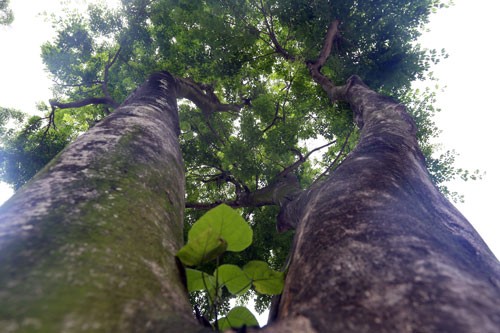 Hà Nội dời hàng loạt cây sưa đỏ để làm Metro ảnh 2