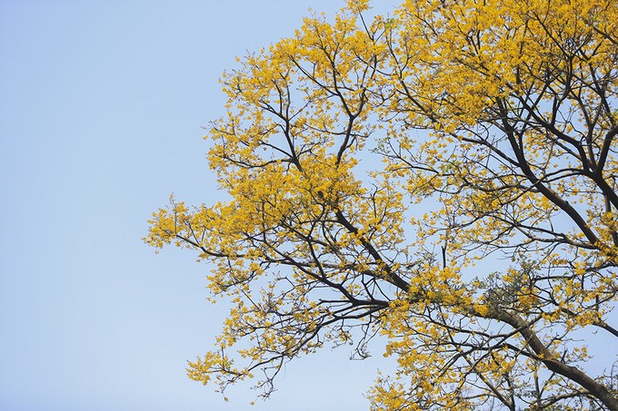 Bán đảo Sơn Trà mùa 'thay áo' ảnh 4