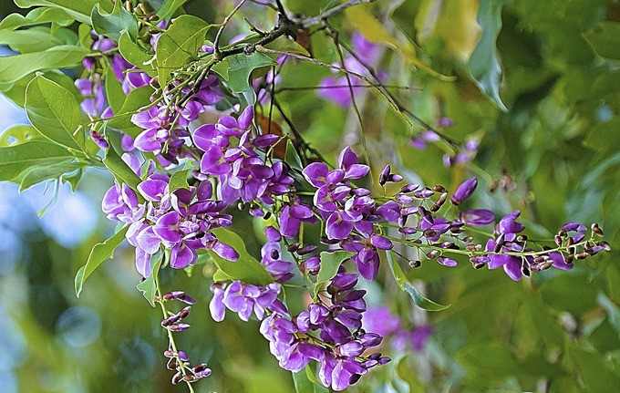 Bán đảo Sơn Trà mùa 'thay áo' ảnh 6