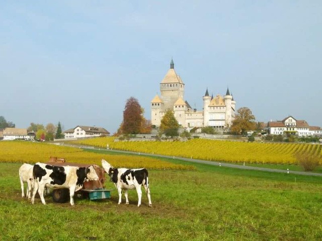 Đến Lavaux khi mùa nho chín ảnh 11