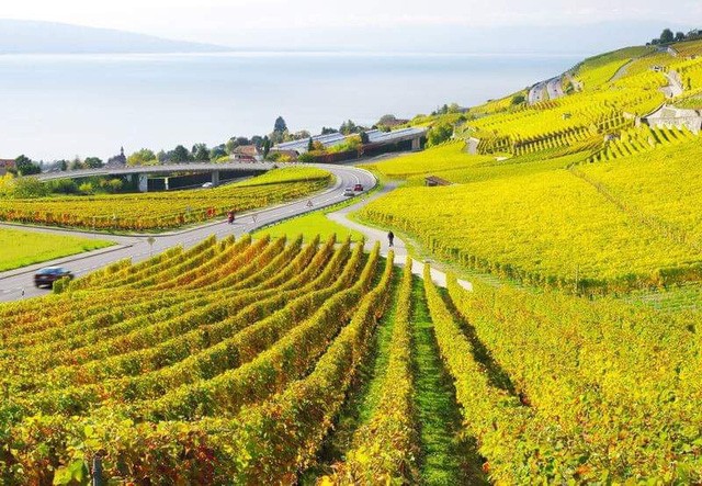 Đến Lavaux khi mùa nho chín ảnh 2