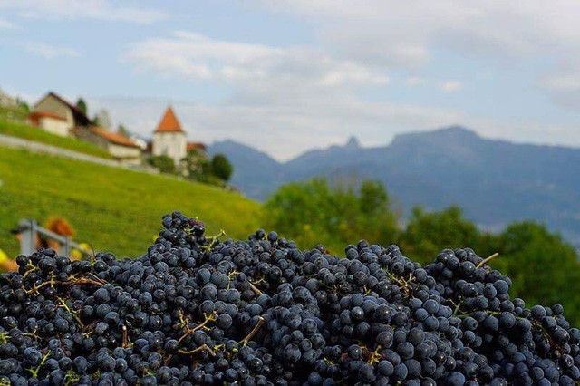 Đến Lavaux khi mùa nho chín ảnh 5