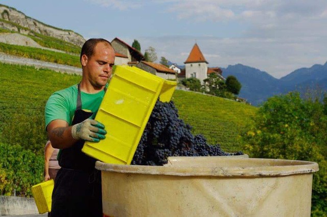 Đến Lavaux khi mùa nho chín ảnh 6