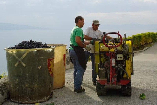 Đến Lavaux khi mùa nho chín ảnh 7