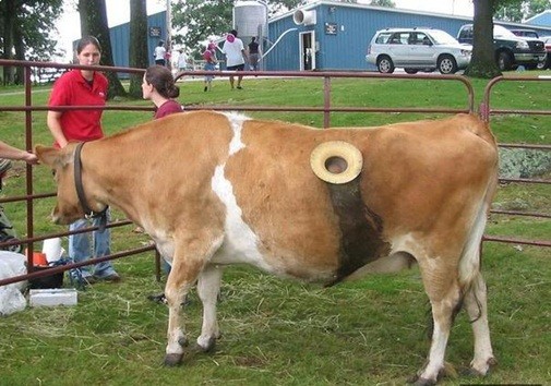 Đến Lavaux khi mùa nho chín ảnh 9