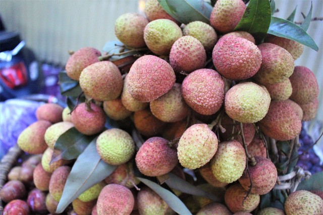 Thương lái Trung Quốc không thu mua, vải sớm được mùa, giá bằng nửa năm ngoái ảnh 1