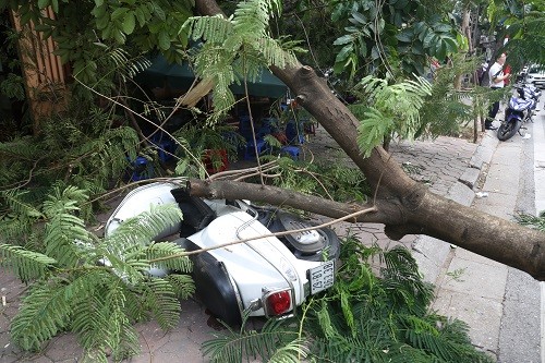 Cây phượng đổ đè trúng ôtô đỗ trên phố cổ Hà Nội ảnh 2