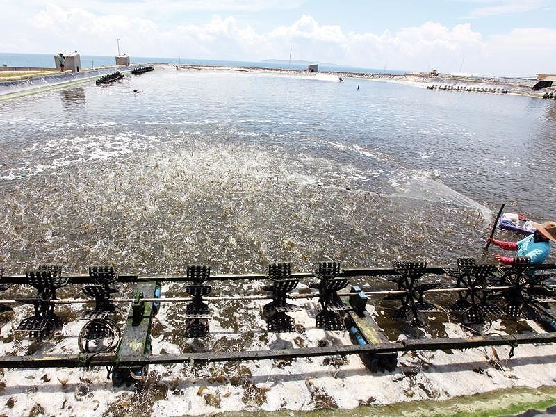 Trận đánh FTA và thế cờ cho doanh nghiệp Việt (bài 3): Nước đi chiến thuật trên bàn cờ toàn cầu hóa ảnh 1