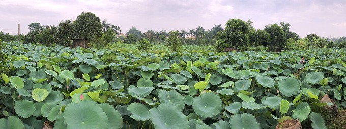 Người Hà Nội hái sen ủ trà ảnh 1