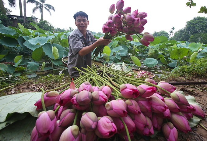 Người Hà Nội hái sen ủ trà ảnh 3