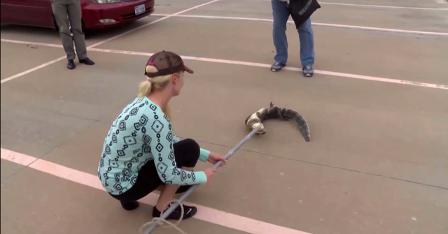 Nghề “đánh vật” với cá sấu, kiếm 1,4 tỷ đồng/năm ảnh 1