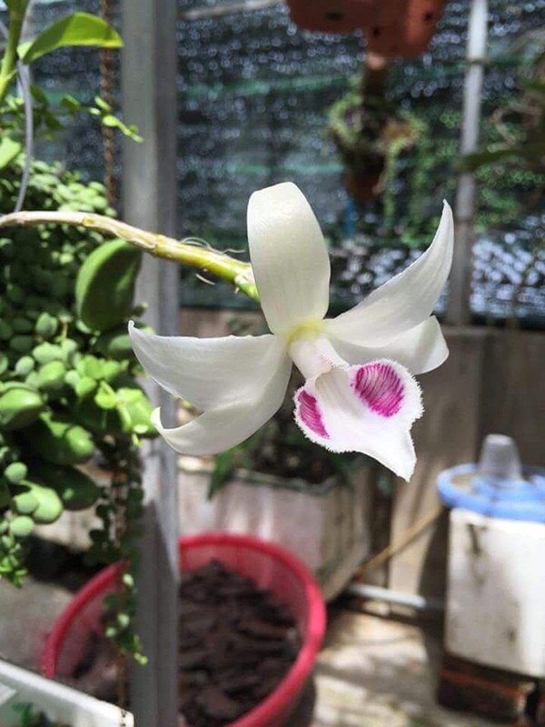 Loài hoa lan đại gia Hòa Bình sẵn sàng chi 2,7 tỷ đồng để mua đẹp và độc cỡ nào? ảnh 1