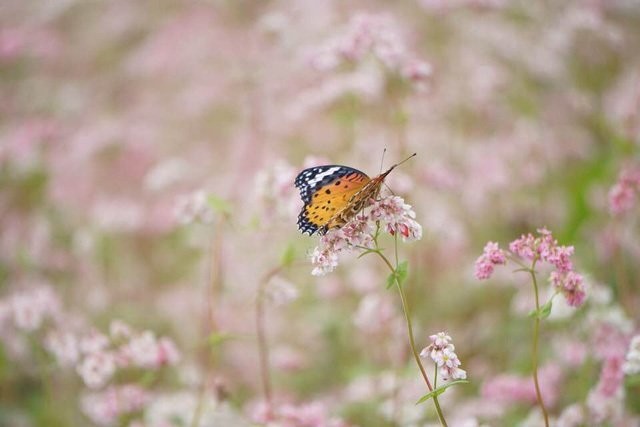 Điểm ngắm hoa tam giác mạch ở Hà Giang nhất định phải khám phá tháng 10 này ảnh 2